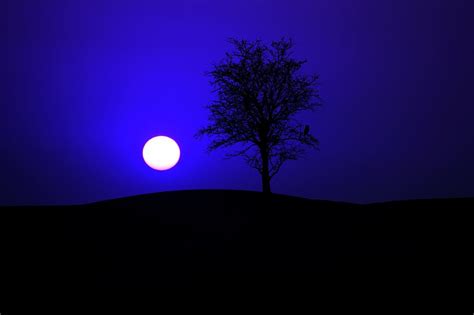 Free Download Hd Wallpaper Silhouette Photo Of Tree Under Full Moon