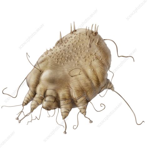 Scabies Illustration Stock Image C0392715 Science Photo Library