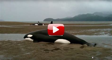 Beached Orcas And A Happy Ending Scuba Diver Life