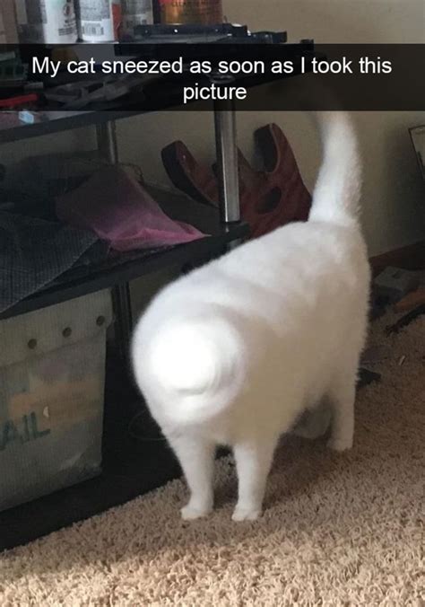 Blazepress The Most Popular Posts On The Internet Funny Cat Photos