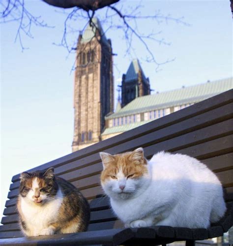 Canadian Parliamentary Cats Alchetron The Free Social Encyclopedia