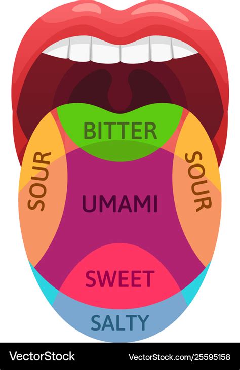 Human Tongue Taste Zones Sweet Bitter And Salty Vector Image My Xxx