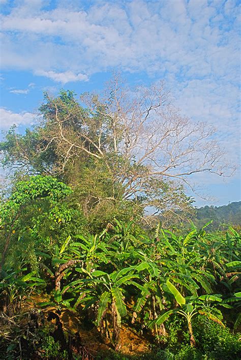 Bo Tree In The Morning Light Treehouse Sri Lanka