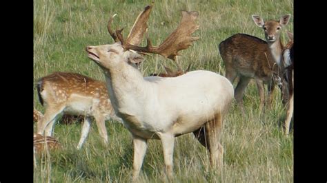 White Hart Stag And Fallow Deer Stratford Upon Avon Youtube