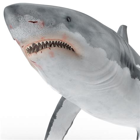 3d Model Great White Shark Rigged