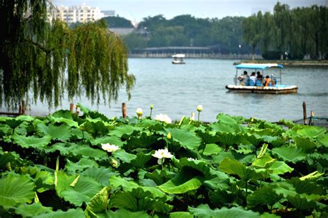 China Shandong Jinan Lotus Flowers