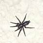 Spiders Of Wisconsin Identification