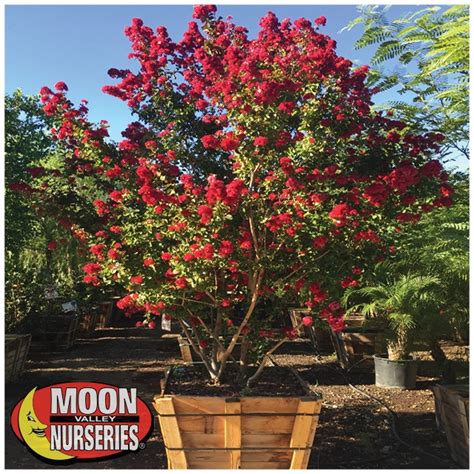 How To Grow A Crape Myrtle In San Diego