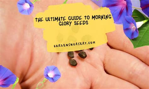 The Ultimate Guide To Morning Glory Seeds