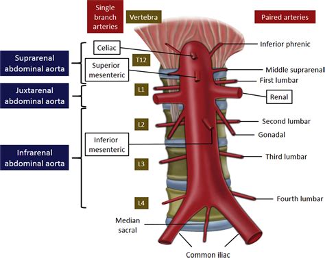 Ultrasound Imaging Of The Abdominal Aorta A Comprehensive Review Journal Of The American