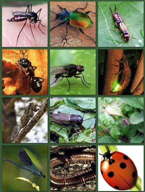 Dossier Complet Sur Les Insectes Eduprim Lecture Insectes Les