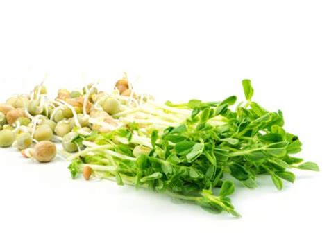 Buy Wholesale Peas And Shoots Online Naturally Best Fresh