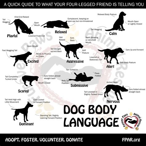 Find Out What Your Dogs Body Language Is Telling You Dogs Have Ways Of