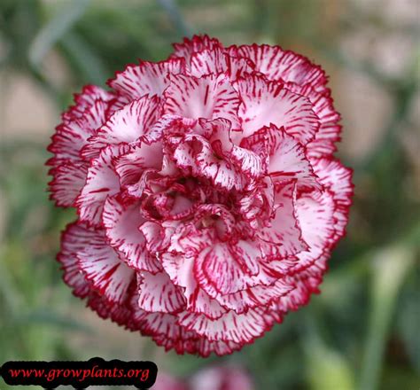 Carnation How To Grow And Care