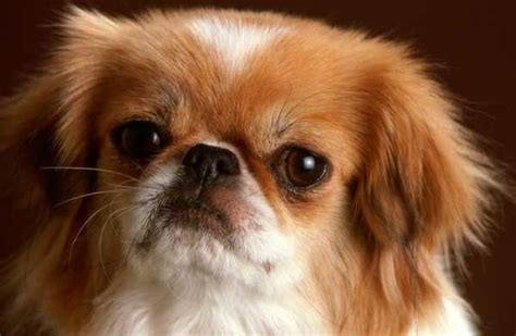 10 Dumbest Dog Breeds To Be Aware Of When Selecting Your Pooch Baby