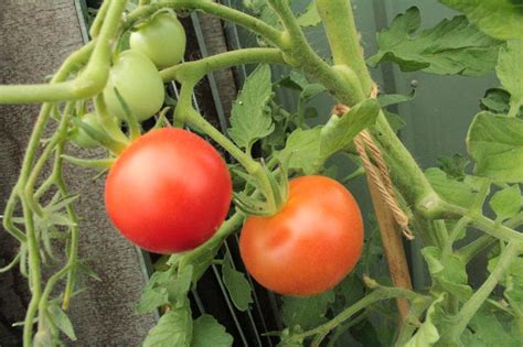 Buy Tomato Alicante Growers Organics