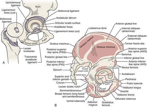 Hip Musculoskeletal Key