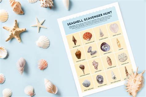 At Home Seashell Identification Activities Champagne Style Bare Budget
