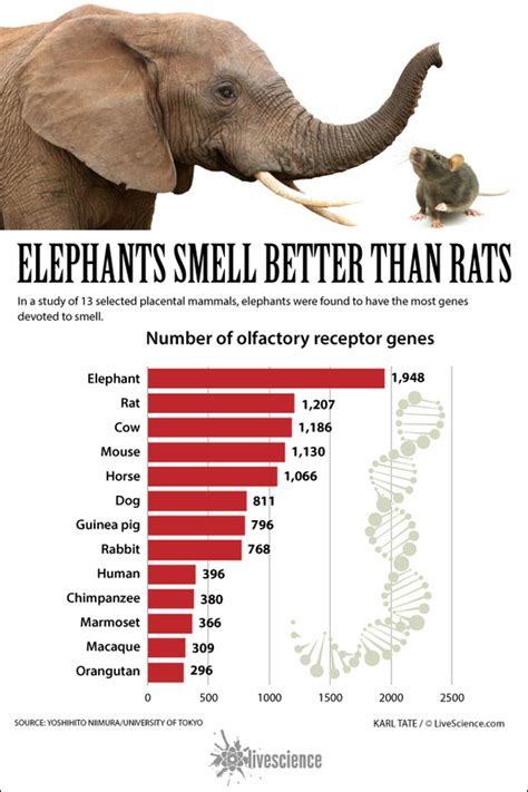 Super Sniffing Elephants Scienceblogs