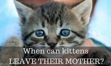 Both the porridge and the saucepan were spoiled. When can kittens leave their mother? - Cattention