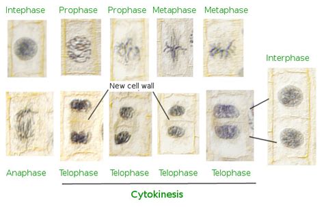 Check spelling or type a new query. The cell. 8. Cell cycle. Atlas of plant and animal histology.