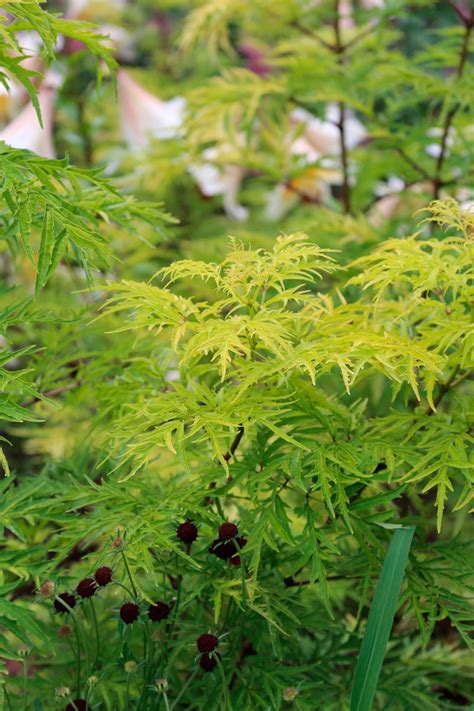 If you look at photos of healthy lemony lace elderberry plants, you will see. Episode 45: Plants for Wildlife - FineGardening