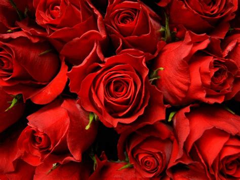 Red Roses Wallpapers Top Những Hình Ảnh Đẹp