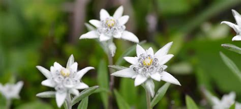 The cylinders bores were attached to the outer case at the 12, 3, 6 and 9 o'clock positions) for greater rigidity around the head gasket. Enjoy the Flowers of Rebun Island and visit The Heaven of ...