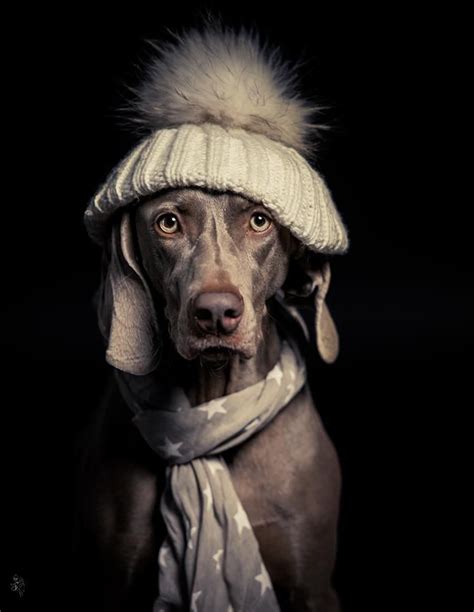 Pin By Jessica Thorne On Animals Dog Photography Weimaraner Puppies