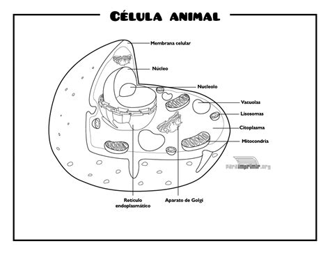 Celula animal para colorear