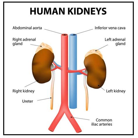 Each internal organ of the body plays a specific role in the organism. PHOTO OF THE HUMAN KIDNEYS