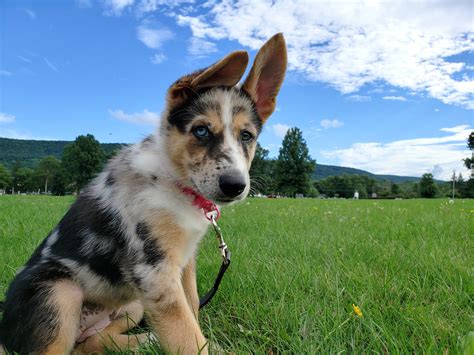 This crossbreed is large like a german shepherd, around 21 to 27 inches, weighing 70 to 80 pounds. Border Collie/German Shepherd or German Shepherd/Aussie ...
