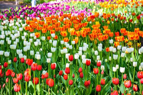 Tulip Flower Growing Guides Tips And Information
