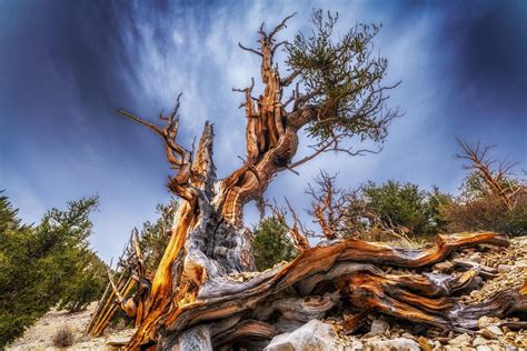 Ancient Bristlecone Pine Forest Splash