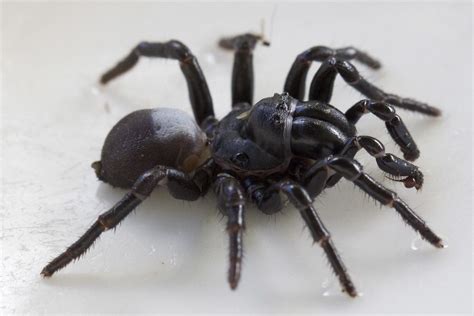 Male Eastern Mouse Spider Missulena Bradleyi Australianmu Flickr