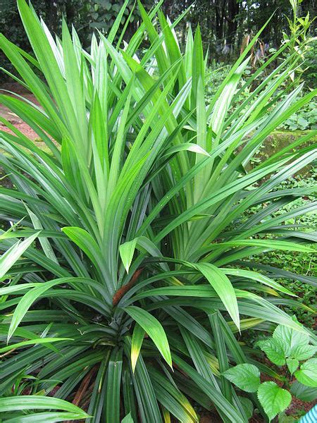 Pandan Leaves As A Thai Food Ingredient