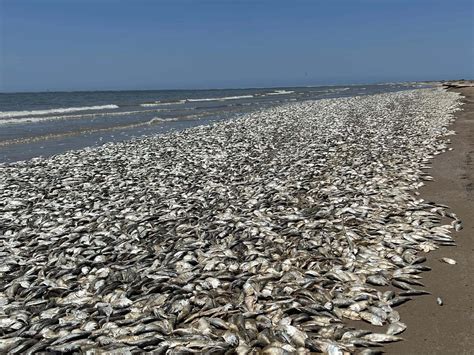 Why did thousands of dead fish wash up on Texas beaches? | Texas Standard