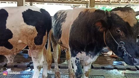 Sapi Perah Pejantan Super Super Bangsa Friesian Holstein Di Piat Ugm