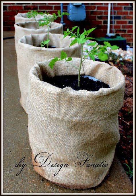 You also need to water your buckets a great deal more than you would the earth. 5-gallon bucket planters | Bucket planters, Growing ...