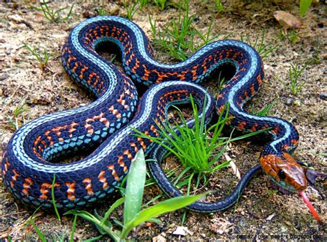 Colorful Snakes Amazing Wallpapers