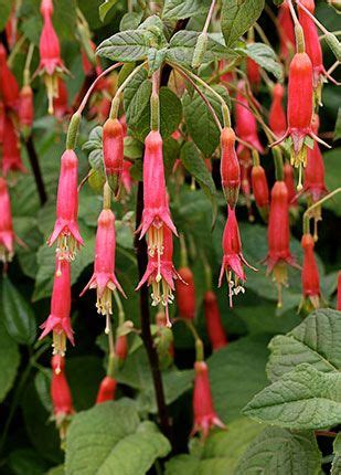 570 ideas de FUCHSIA ZARCILLOS DE LA REINA | zarcillos, flores