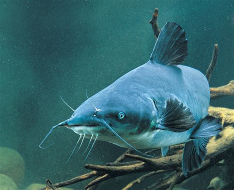 Catfish Growth Factors In Fisherman