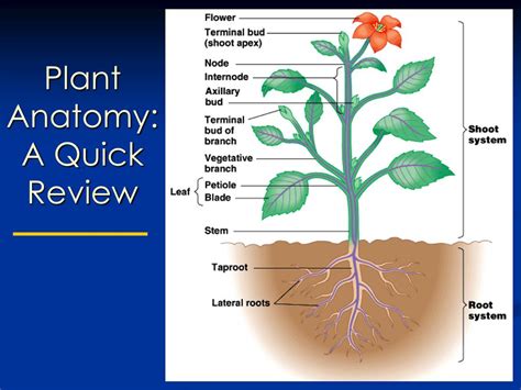Ppt Today Introduction To Plant Anatomy Powerpoint Presentation