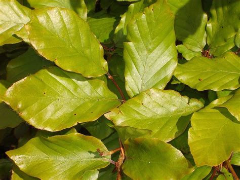 50 Green Beech Hedging Plants Fagus Sylvatica Trees 30 50cmcopper In