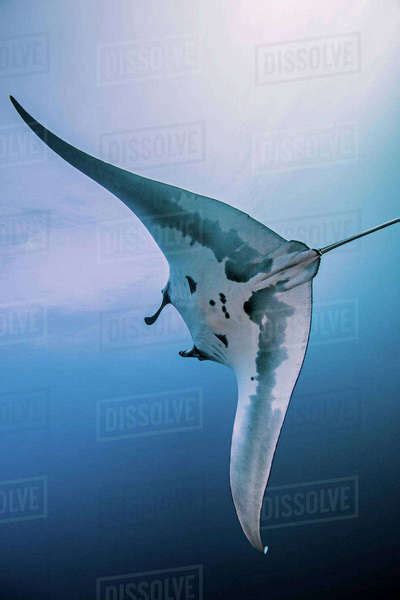 Giant Oceanic Manta Ray Stock Photo Dissolve
