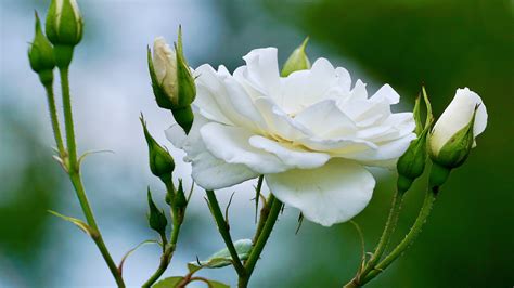 Download 1920x1080 Wallpaper White Rose Flower Small Buds Full Hd