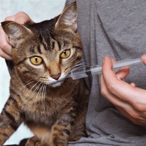 When And How To Syringe Feed A Cat Pethelpful