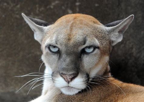 Experts Say Cougars Could Be Making A Return To Upstate New York
