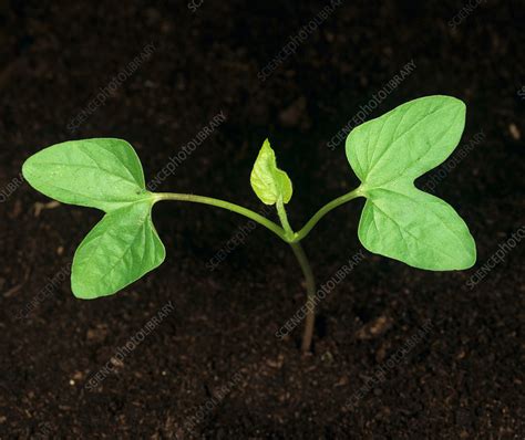 Morning Glory Seedling Stock Image C0121040 Science Photo Library