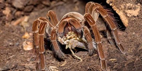 The Worlds Biggest Spiders 11 Giant Spider Species⚠️